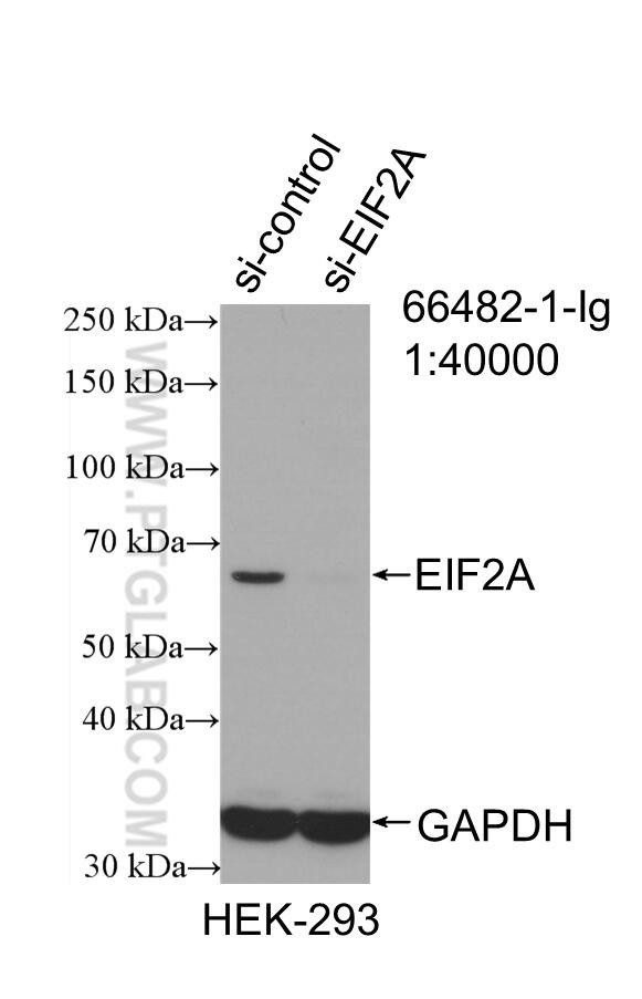 EIF2A Antibody in Western Blot (WB)