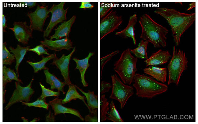 G3BP1 Antibody in Immunocytochemistry (ICC/IF)