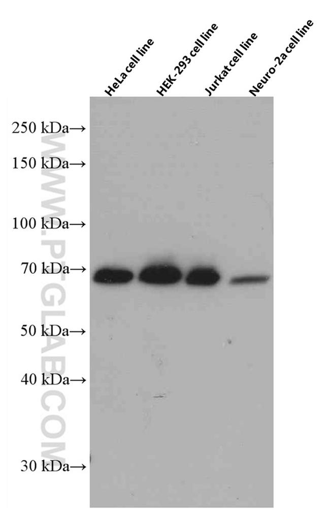 G3BP1 Antibody in Western Blot (WB)