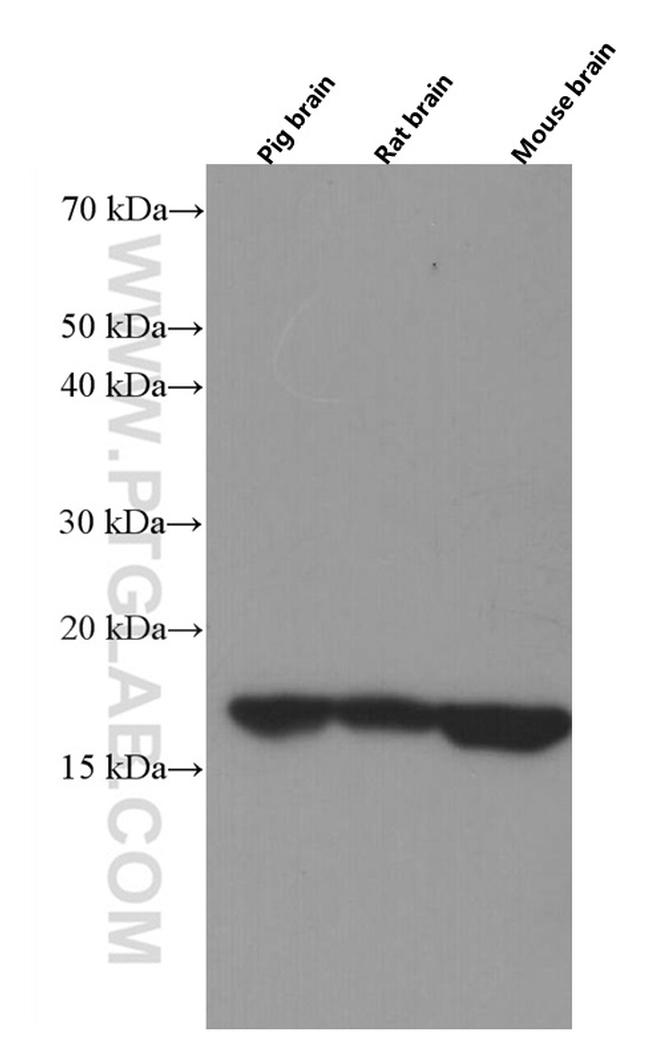 VAMP3/Cellubrevin Antibody in Western Blot (WB)