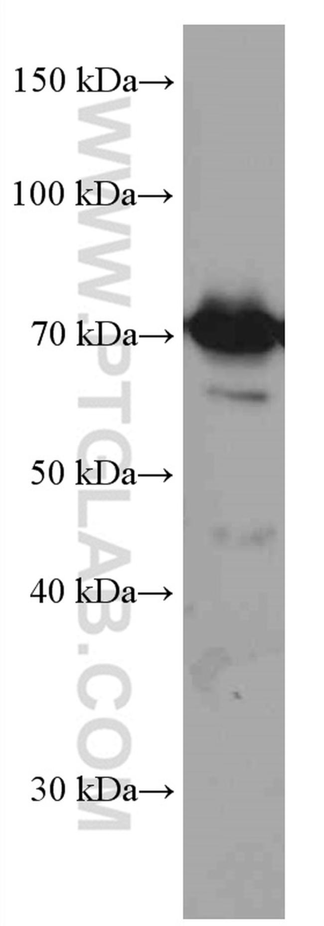 PKC iota Antibody in Western Blot (WB)