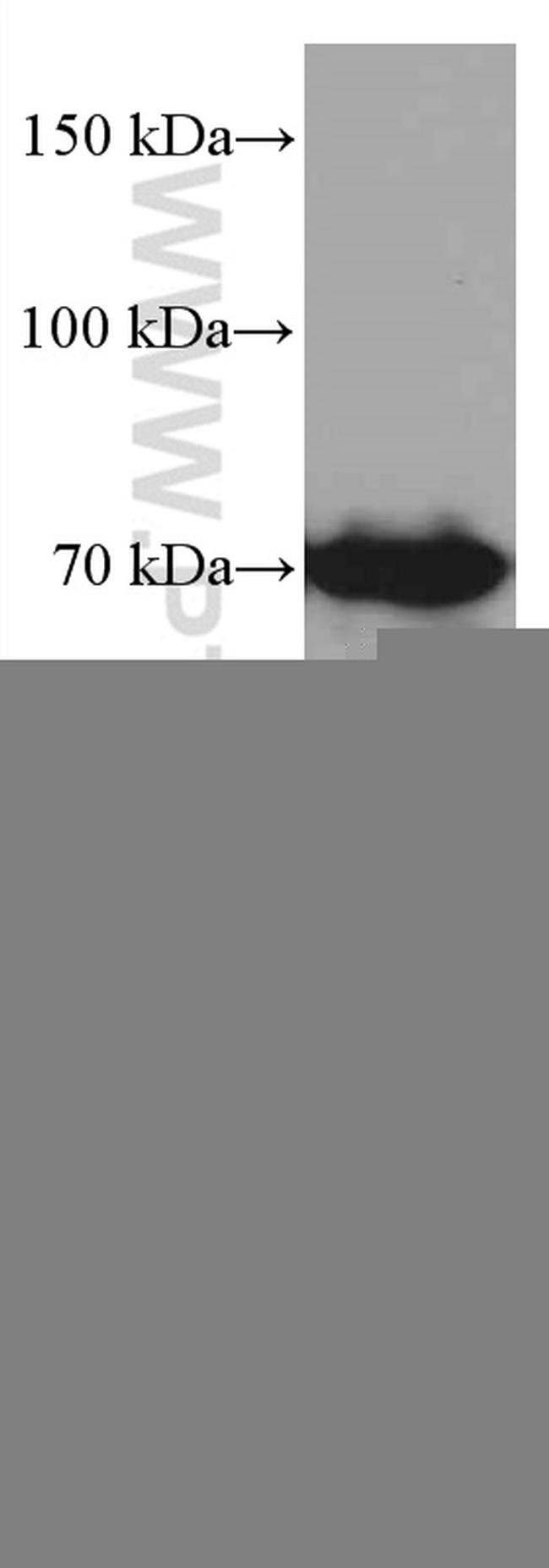 PKC iota Antibody in Western Blot (WB)