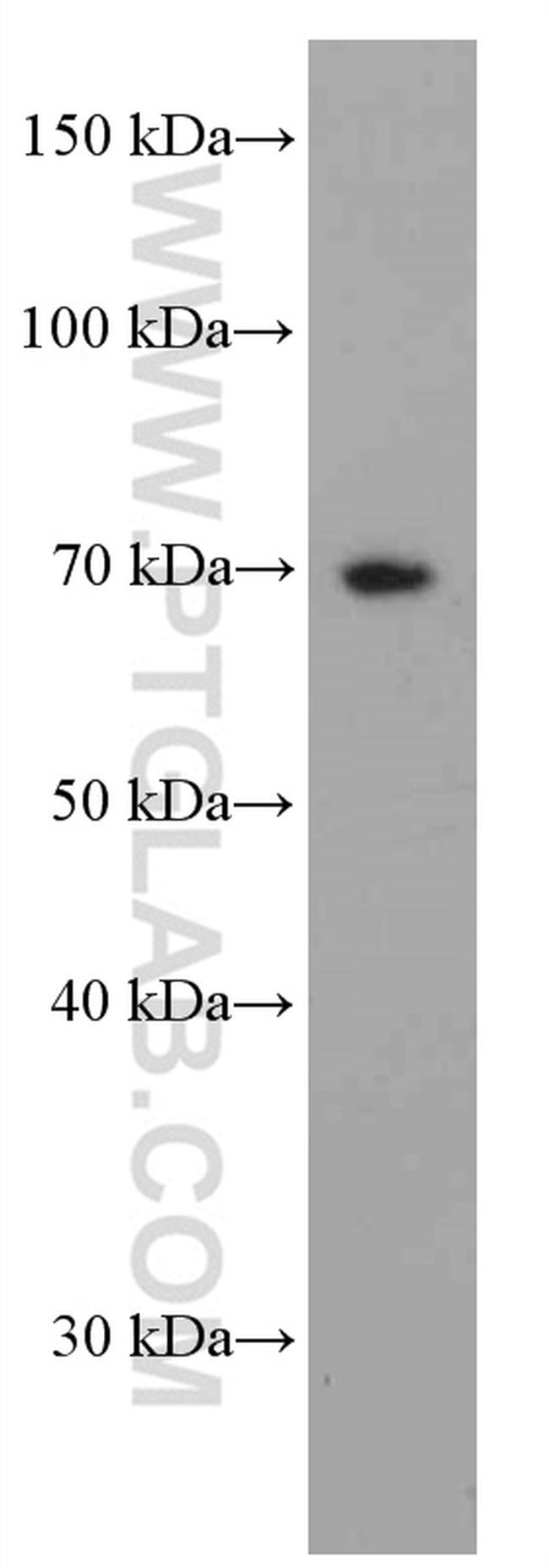 PKC iota Antibody in Western Blot (WB)