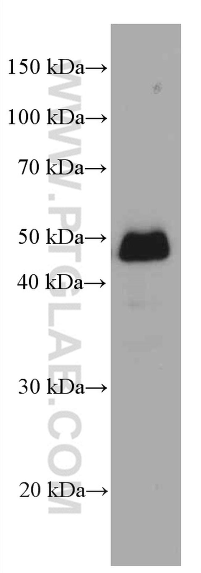 NR2E3 Antibody in Western Blot (WB)