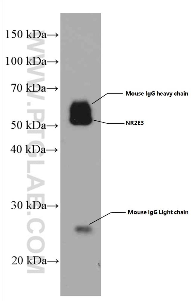 NR2E3 Antibody in Western Blot (WB)