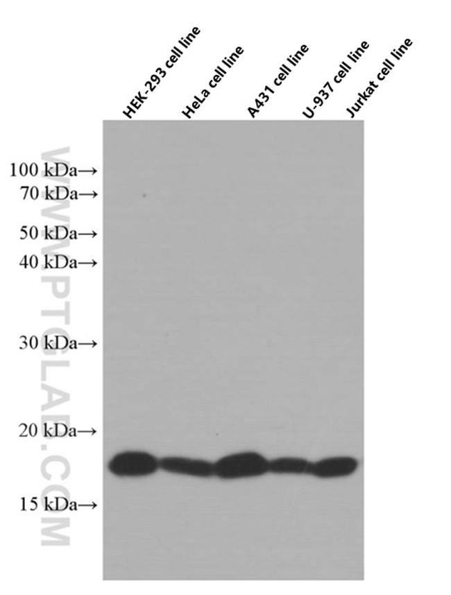 SURVIVIN Antibody in Western Blot (WB)