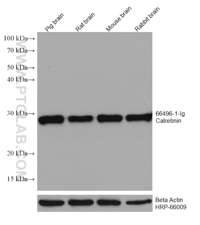 Calretinin Antibody in Western Blot (WB)