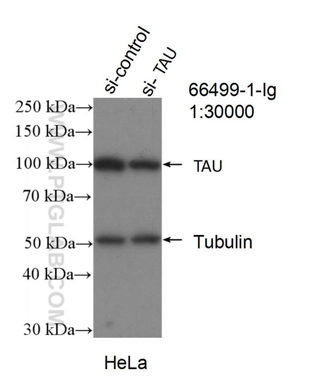 TAU Antibody in Western Blot (WB)