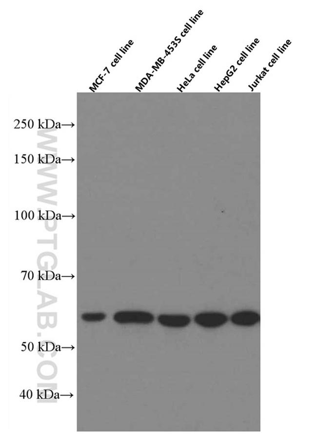 TAZ Antibody in Western Blot (WB)