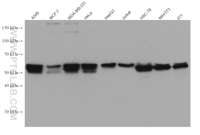 TAZ Antibody in Western Blot (WB)