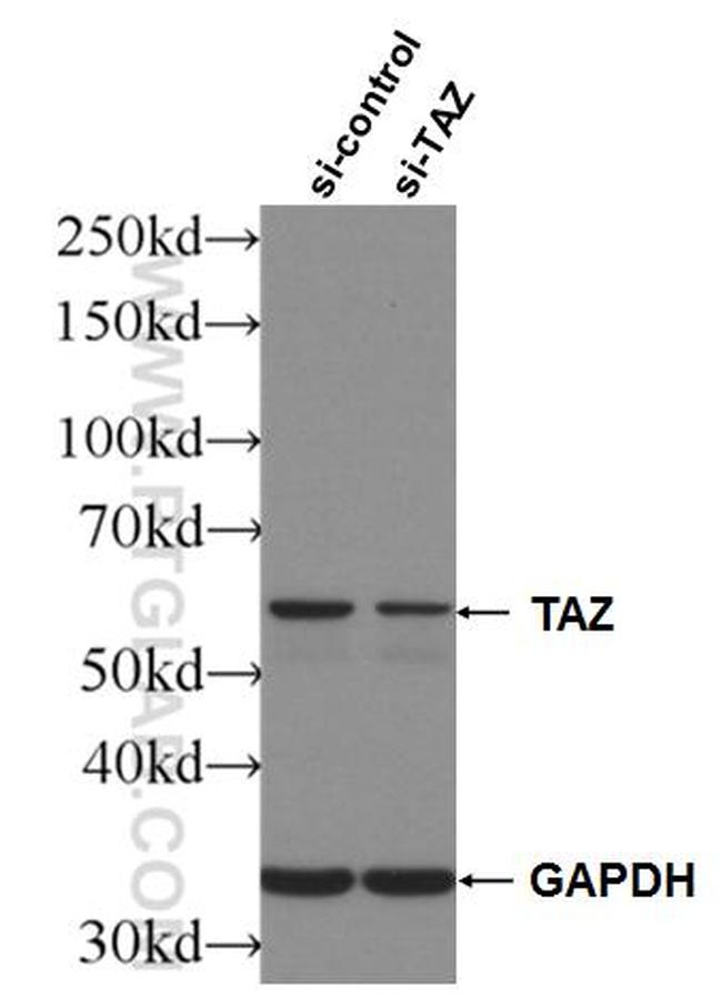 TAZ Antibody in Western Blot (WB)