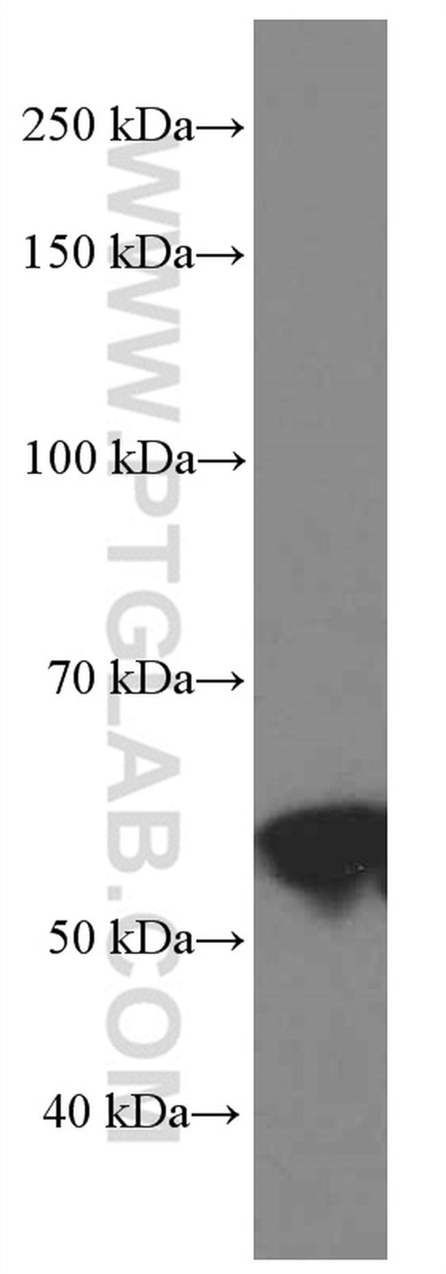 TAZ Antibody in Western Blot (WB)