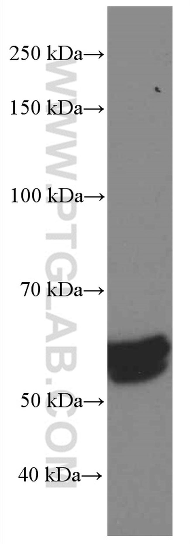 TAZ Antibody in Western Blot (WB)