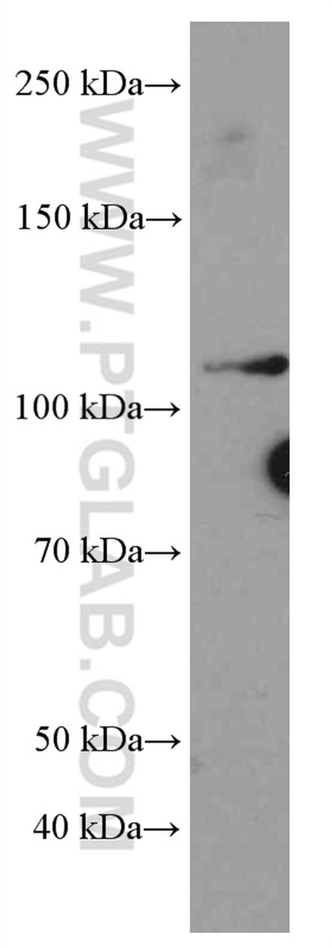 MYPT1 Antibody in Western Blot (WB)