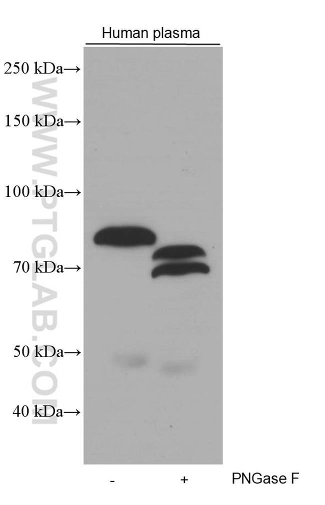 F2 Antibody in Western Blot (WB)