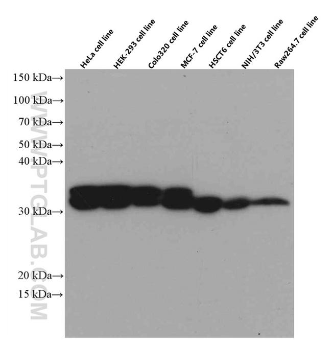 PYCR1 Antibody in Western Blot (WB)