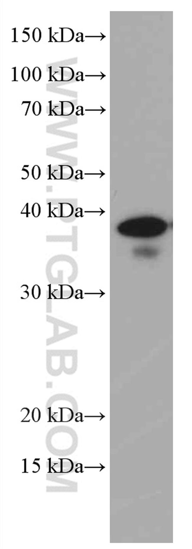 ING2 Antibody in Western Blot (WB)