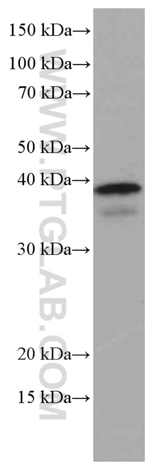 ING2 Antibody in Western Blot (WB)