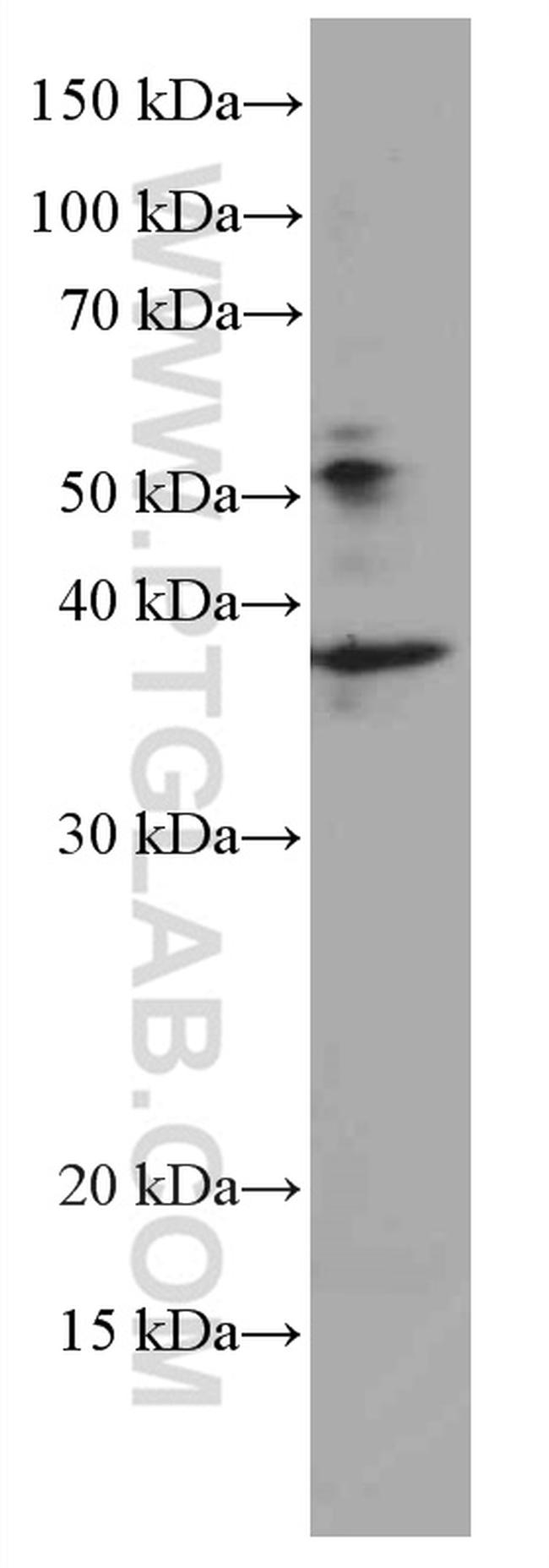 ING2 Antibody in Western Blot (WB)