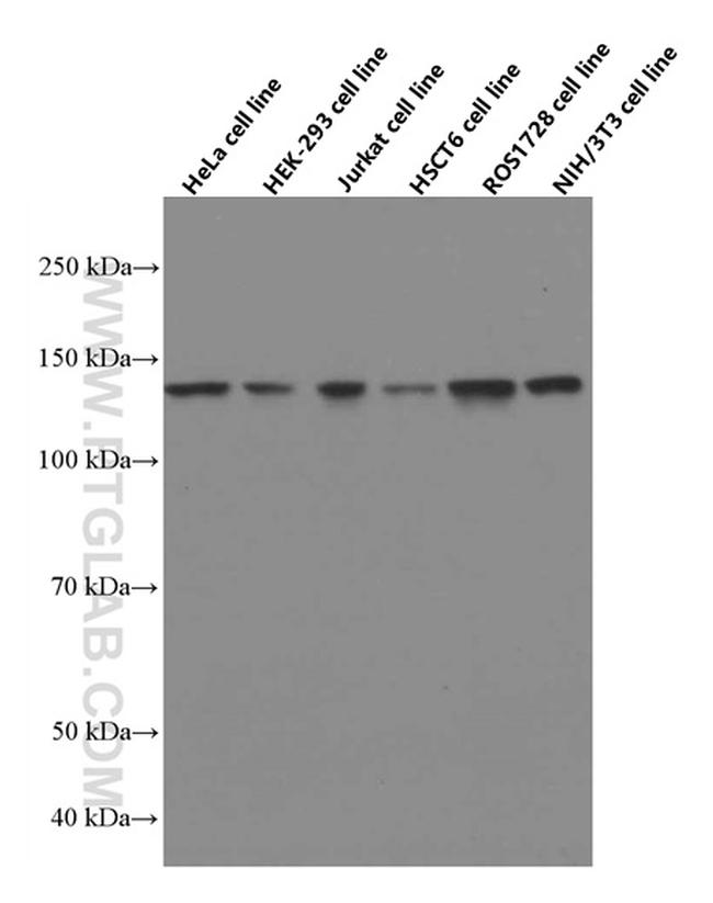 USP7 Antibody in Western Blot (WB)