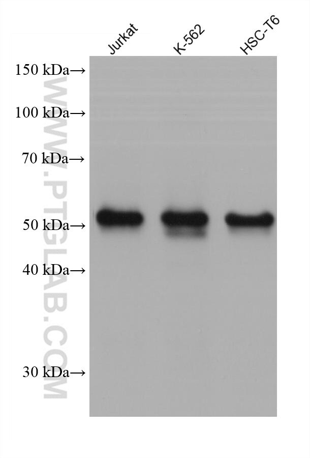 SMAD3 Antibody in Western Blot (WB)