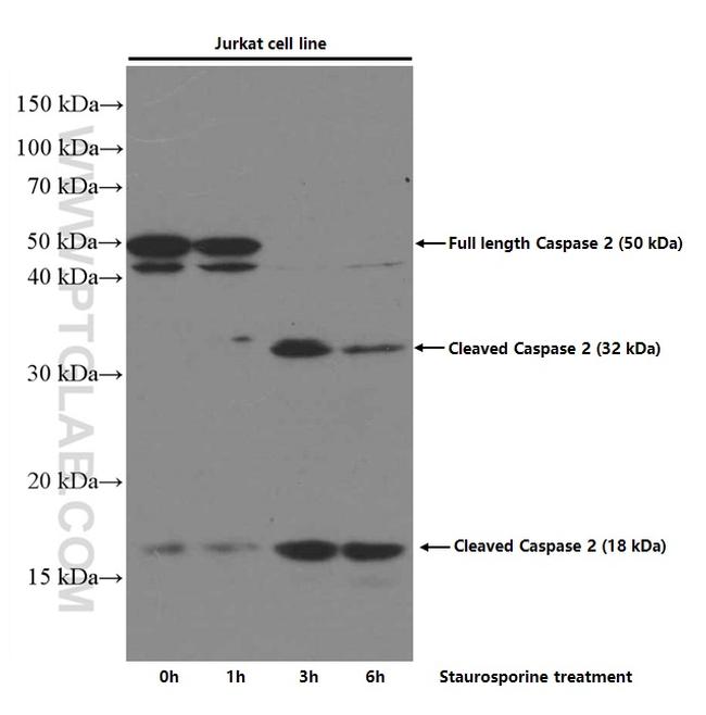 Caspase 2 Antibody in Western Blot (WB)