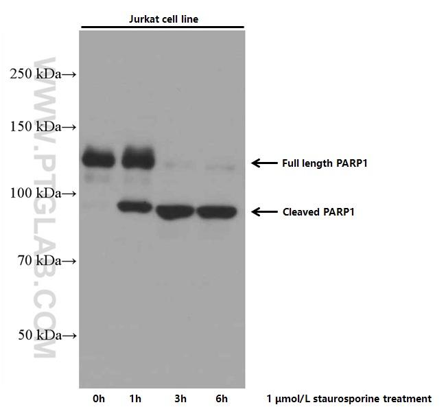 PARP1 Antibody in Western Blot (WB)