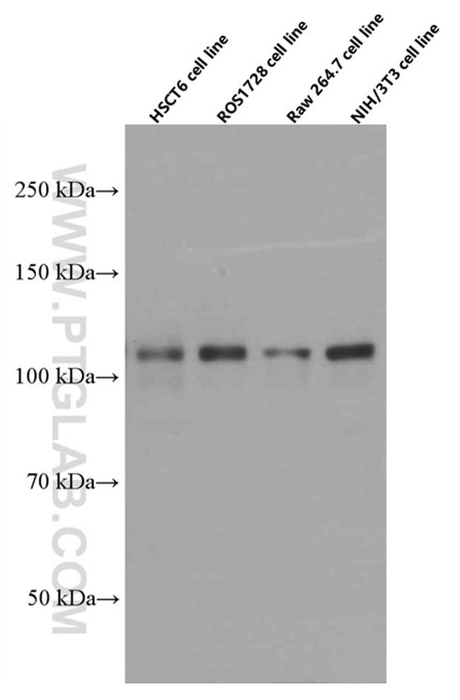 PARP1 Antibody in Western Blot (WB)