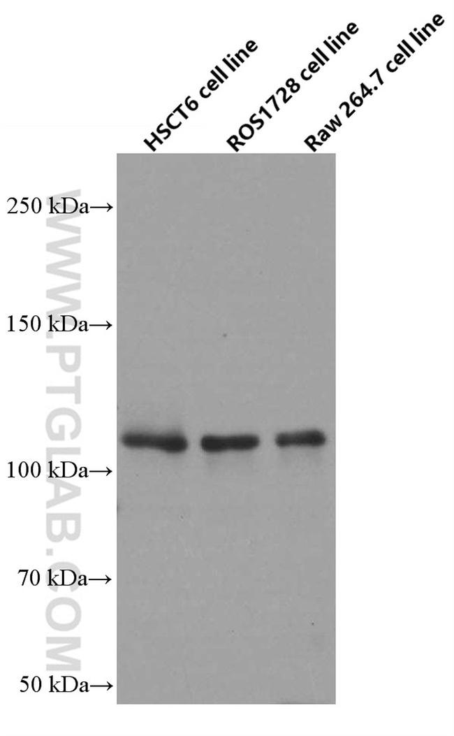 PARP1 Antibody in Western Blot (WB)