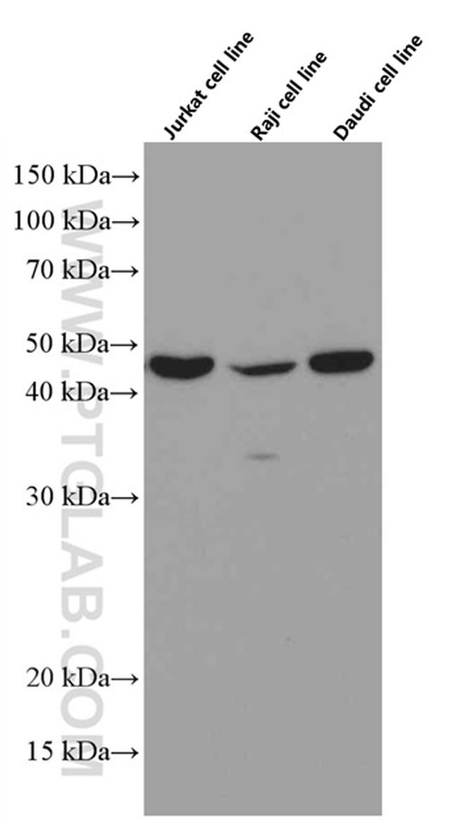 TIP47 Antibody in Western Blot (WB)