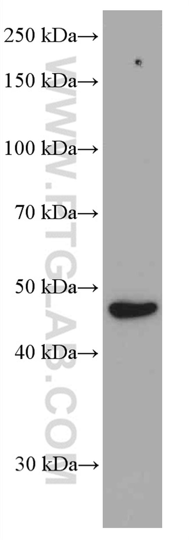 TIP47 Antibody in Western Blot (WB)