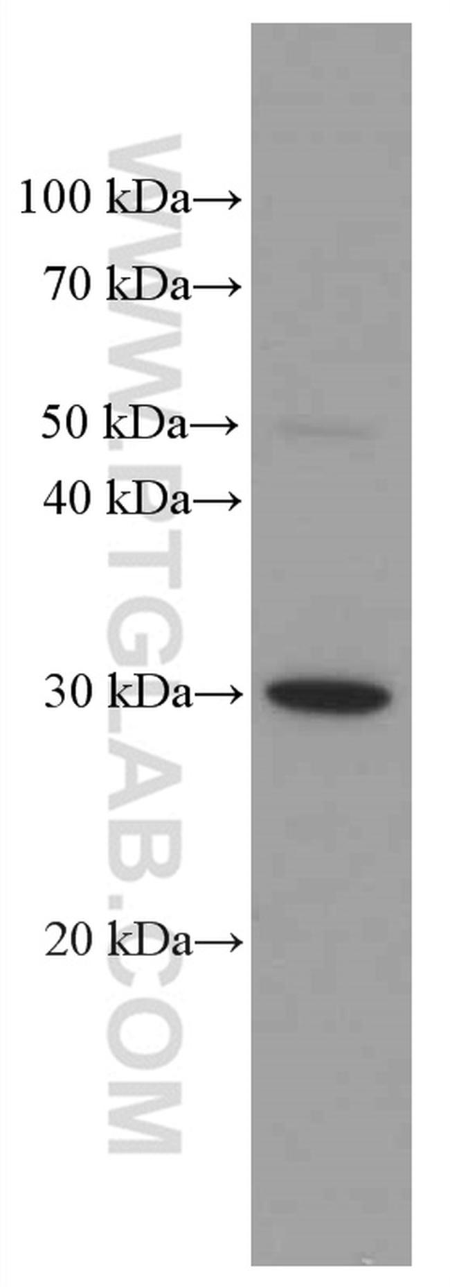 HMGB1 Antibody in Western Blot (WB)