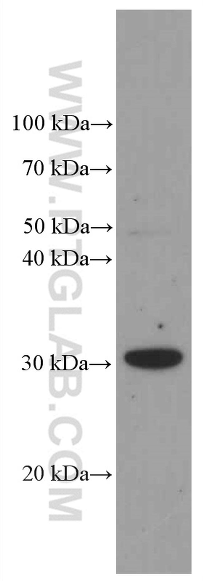 HMGB1 Antibody in Western Blot (WB)