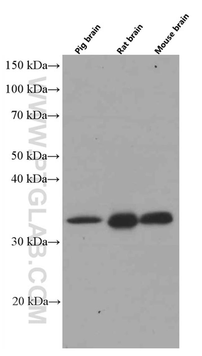 MFF Antibody in Western Blot (WB)