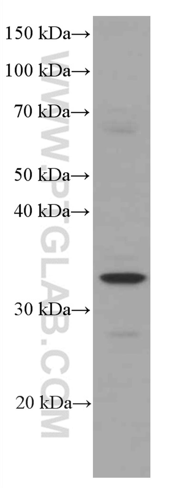 MFF Antibody in Western Blot (WB)