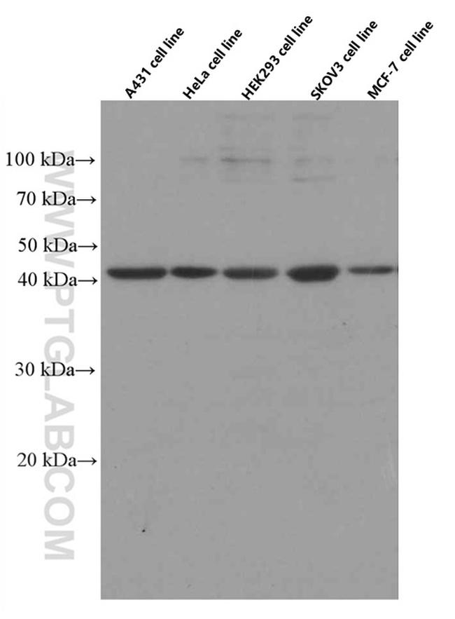 IDO1 Antibody in Western Blot (WB)