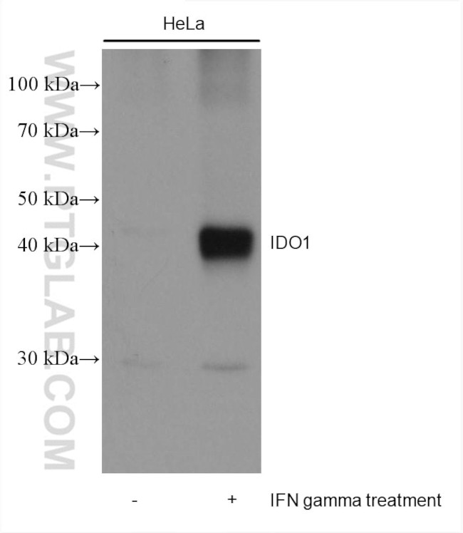 IDO1 Antibody in Western Blot (WB)