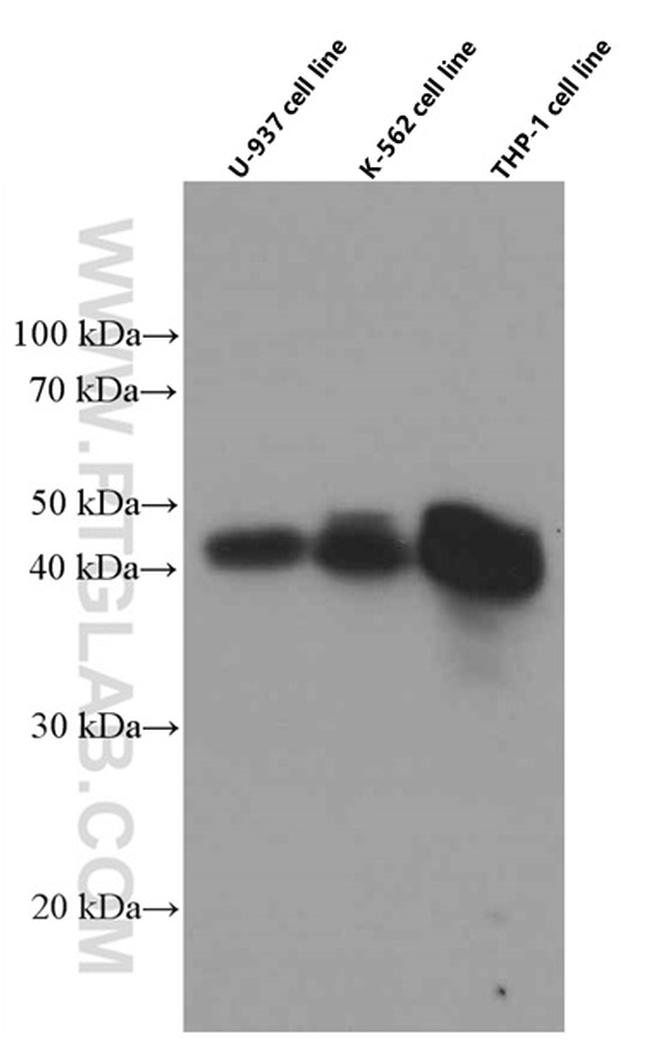 FCGR2A / CD32a Antibody in Western Blot (WB)