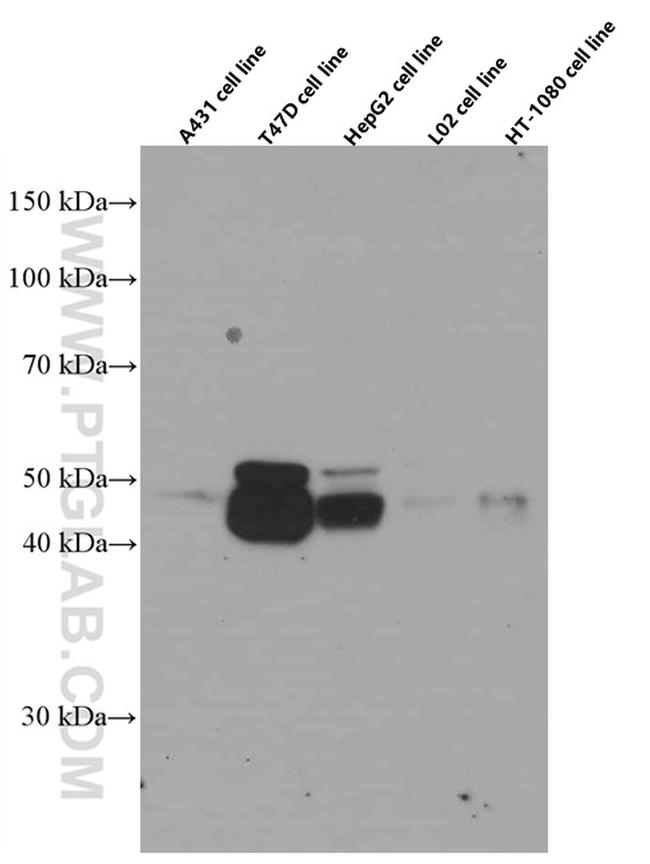 Cathepsin D Antibody in Western Blot (WB)