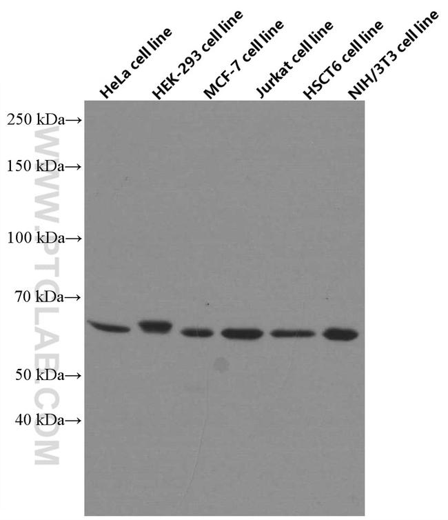 AMPK alpha Antibody in Western Blot (WB)