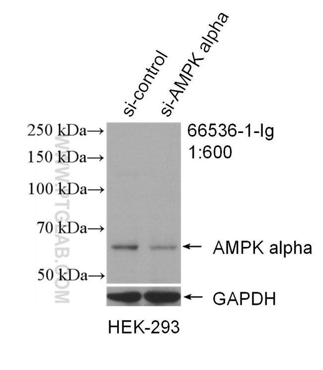 AMPK alpha Antibody in Western Blot (WB)