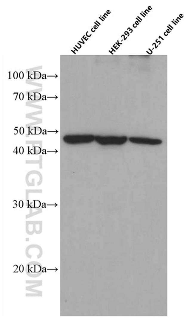 EXOC3L2 Antibody in Western Blot (WB)