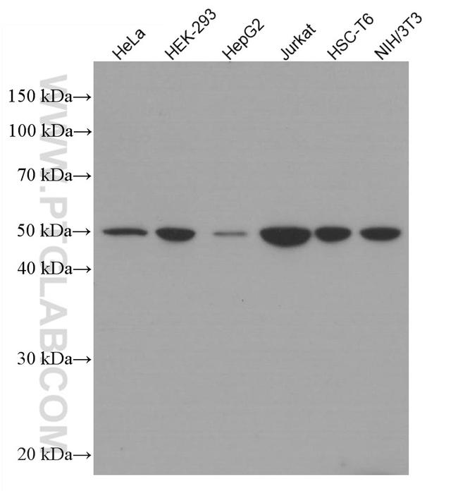 SEPT7 Antibody in Western Blot (WB)