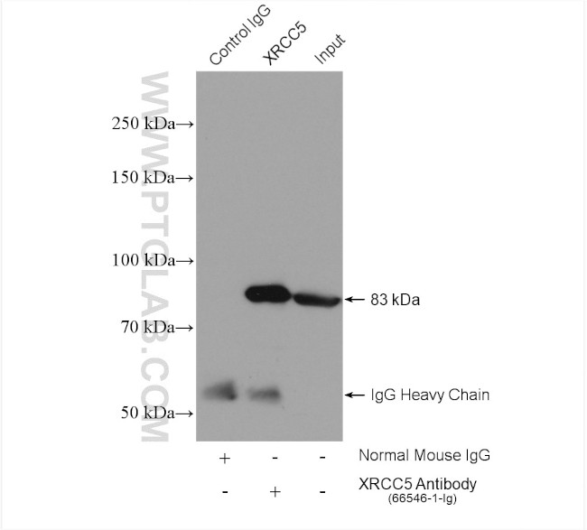 XRCC5 Antibody in Immunoprecipitation (IP)