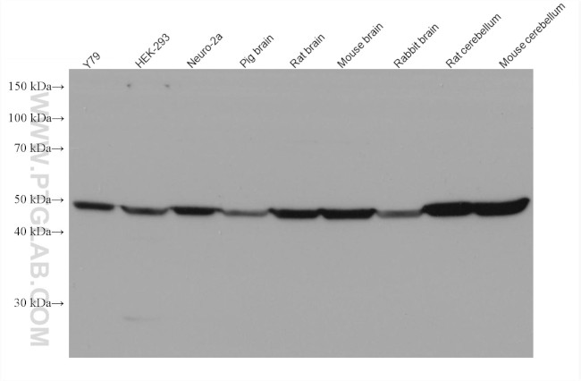 ARC Antibody in Western Blot (WB)