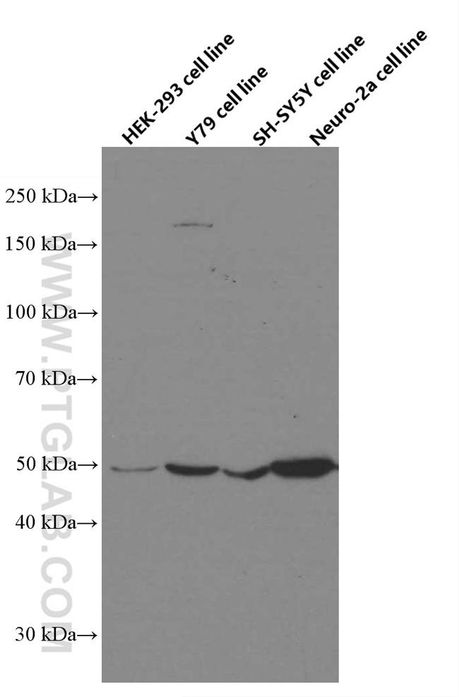 ARC Antibody in Western Blot (WB)