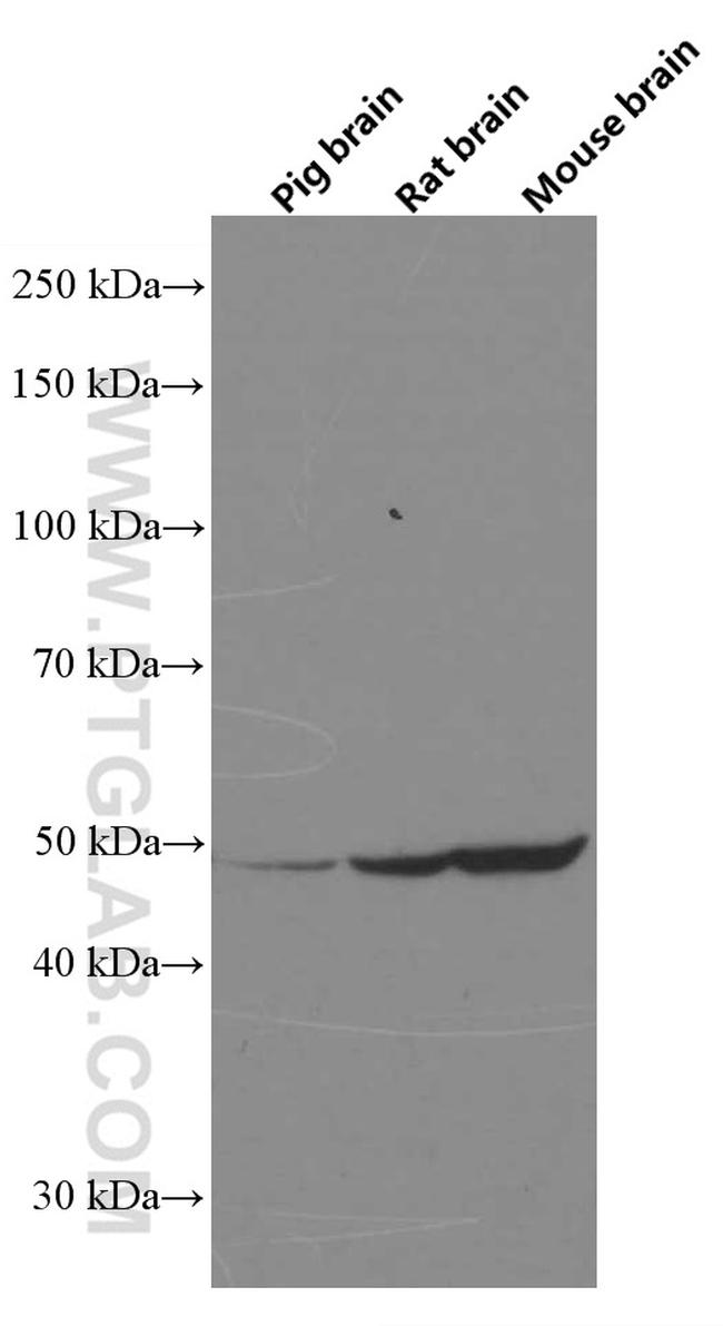 ARC Antibody in Western Blot (WB)