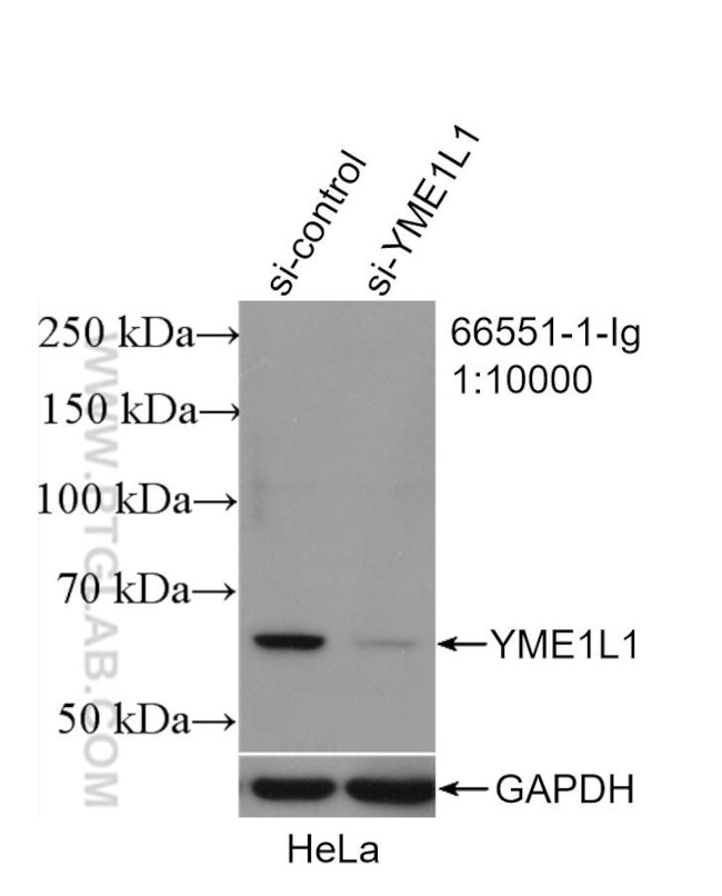 YME1L1 Antibody in Western Blot (WB)