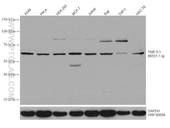 YME1L1 Antibody in Western Blot (WB)