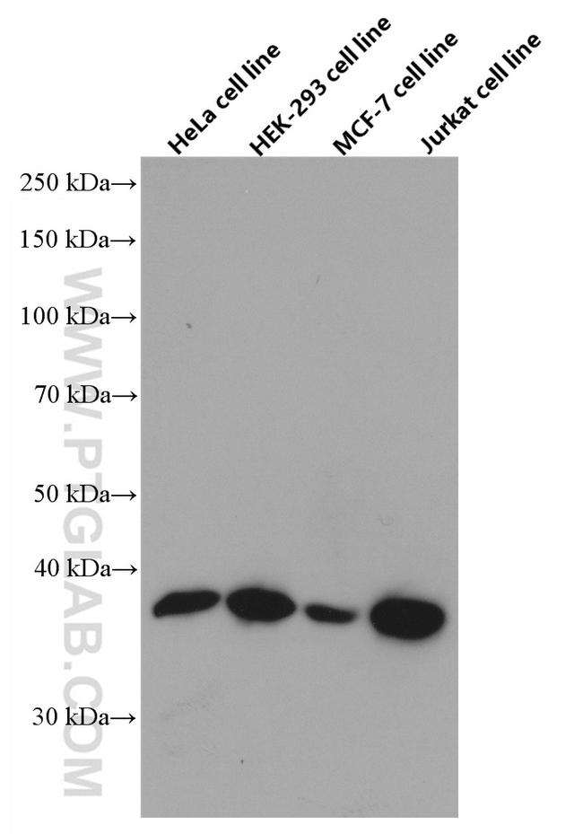 NHEJ1 Antibody in Western Blot (WB)